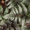 Paproć japońska 'Pictum'– Athyrium niponicum, liście